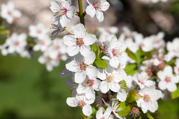 Small white cherry flowers gathering in large with inflorescence