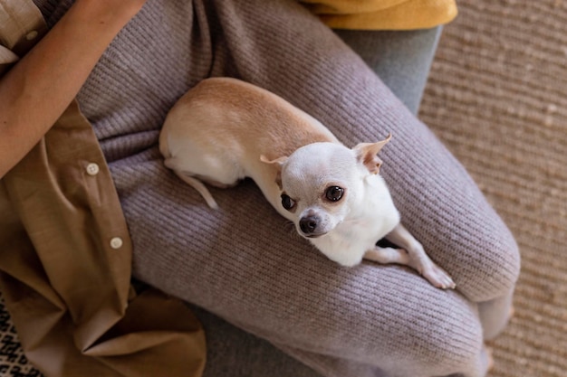 Small white chihuahua dog on woman39s lap