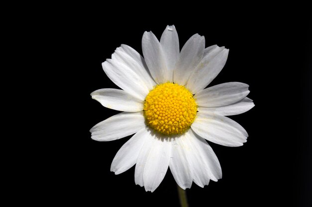 Small white daisy camomile on a black background