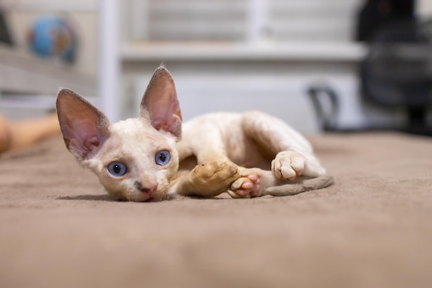 A small white Devon Rex kitten lies on the couch