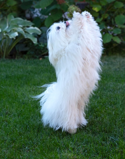 Photo a small white dog of the maltese breed stands on its hind legs in the garden on a green lawn