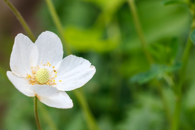 A small white flower on the green grass on a Sunny day.