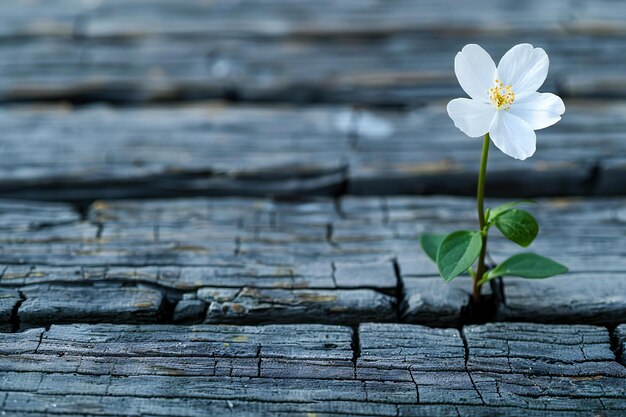 Photo a small white flower growing through the cracks of weathered wooden planks symbolizing hope and res