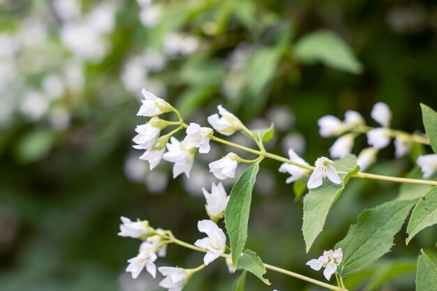 Small white flowers on branches of bush