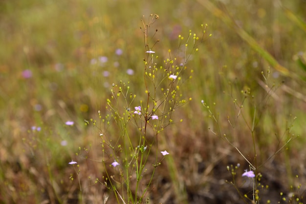 Small white flowers on green grass background