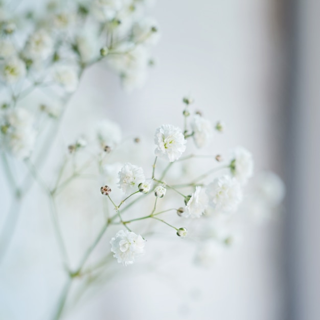 Photo small  white flowers (gypsophila paniculata) blurred, selective focus