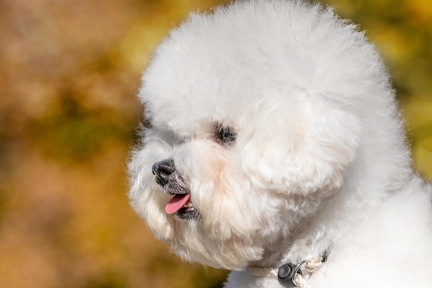 Small white fluffy dog breed Bichon Frize in the mistress in his arms