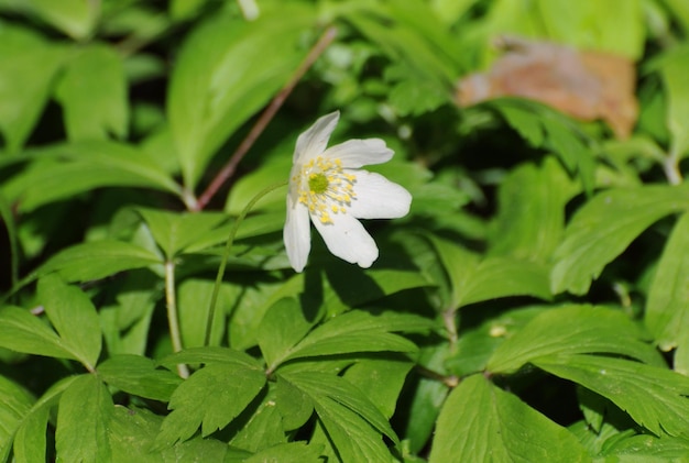 A small white forest flower on a sunny spring morning Moscow region Russia