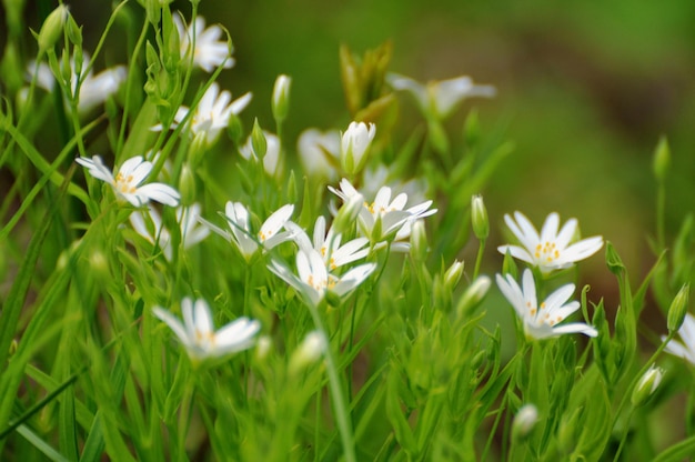 Small white forest flowers on a sunny spring morning Moscow region Russia