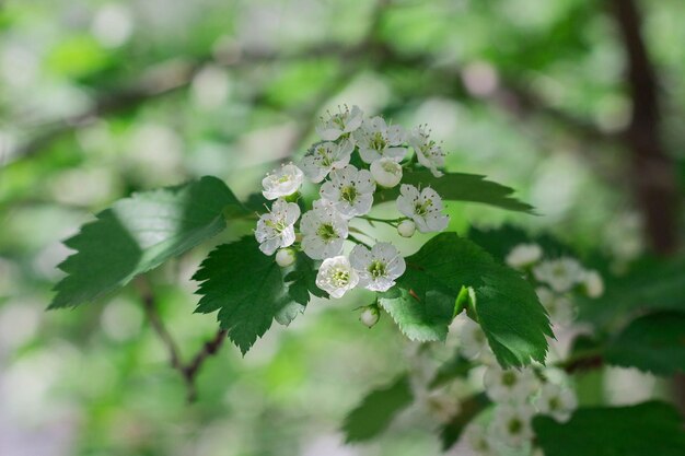 Small white hawthorn flowers bloom in spring