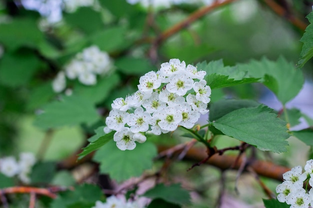 Small white hawthorn flowers bloom in spring