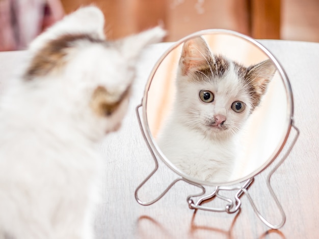 A small white kitten looks in a round mirror and admires his beauty_