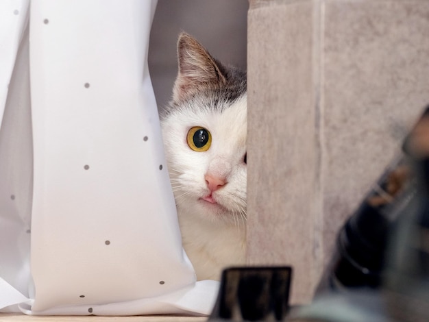 Small white kitten peeks out from behind the curtain