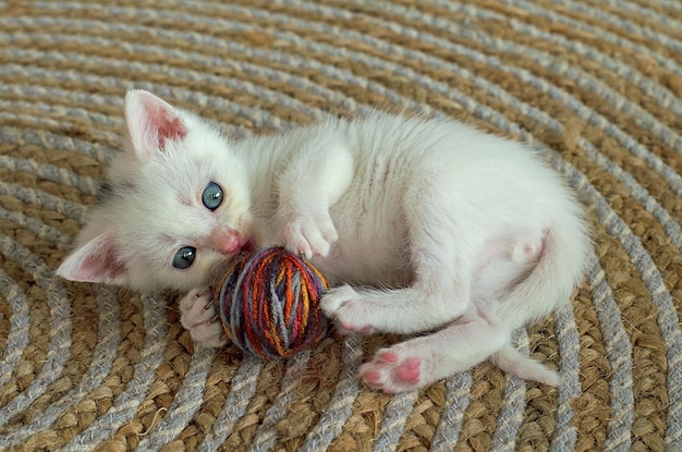 A small white kitten plays with a ball of thread Postcard cover selective focus playful cat