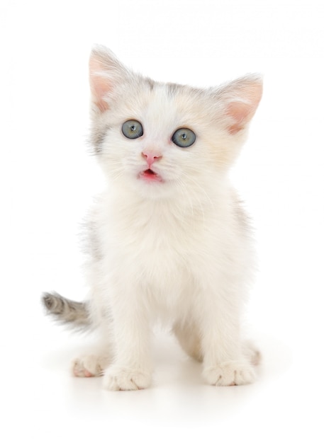 Small white kitten on a white isolated