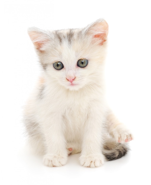 Small white kitten on a white