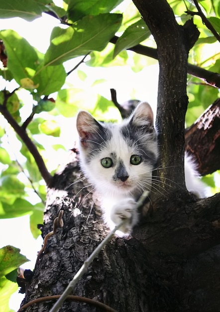 Small white kitten with gray spots climbed up on a tree in the garden.