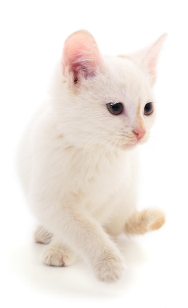 Small white kitten