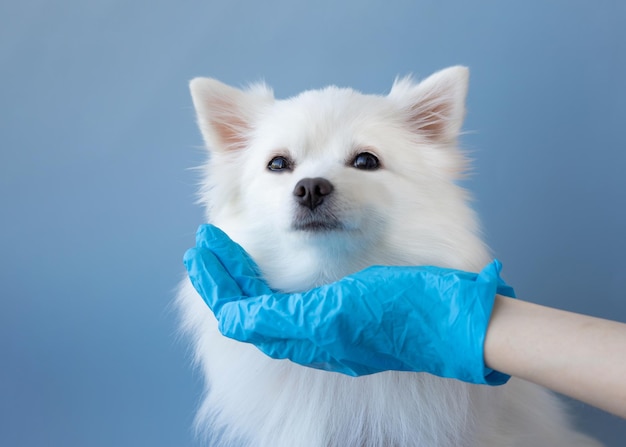 A small white Pomeranian dog holds its head over the palm of a blue medical glove