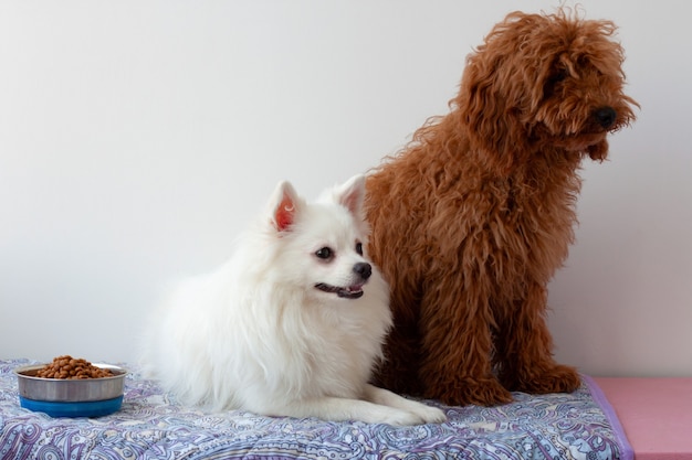 Small white Pomeranian dog is lying on the mat next to bowl of food on one side and miniature red brown poodle is sitting on the other side