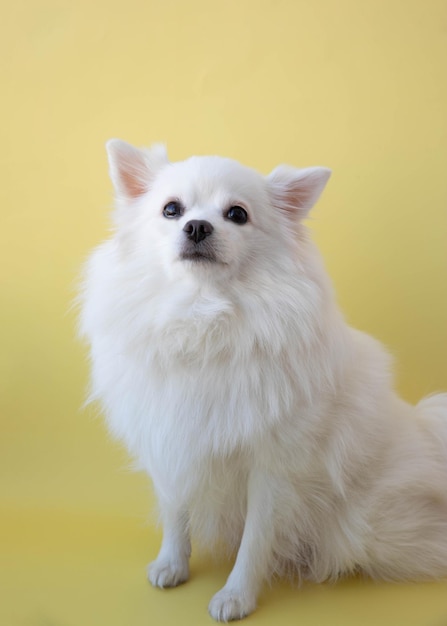 A small white pomeranian dog sits on a yellow background pet