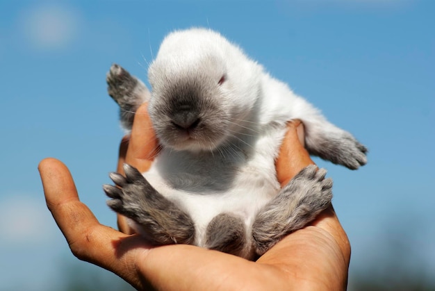 Small white rabbit in a man's hand on a background of blue sky