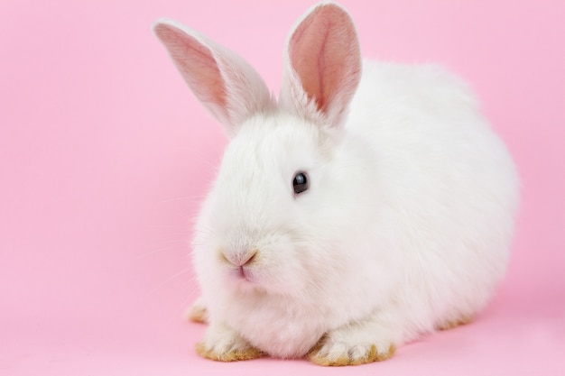 Small white rabbit on a pastel pink wall. A live hare looks at the camera in close-up