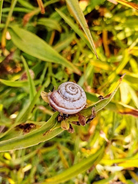 A small white snail on the green leaves of the plant The snail hides in the shell