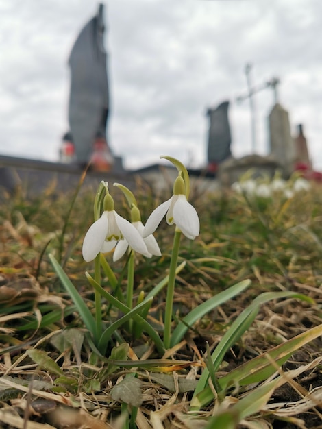 A small white snowdrop flower is in the grass.