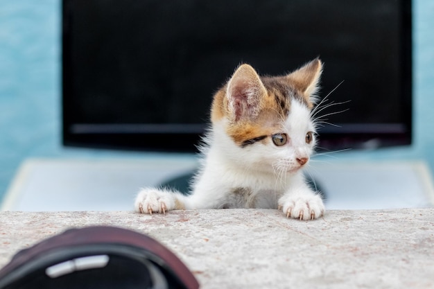 A small white spotted kitten near a computer mouse and monitor Work in the office A cat near the computer