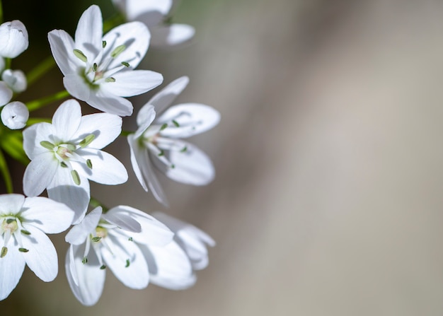 Small white spring flowers on a blur background