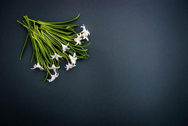 Small white spring flowers Chionodoxa on a dark green background with copy space