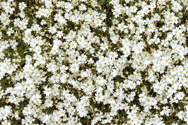 Photo small white spring flowers floral spring background