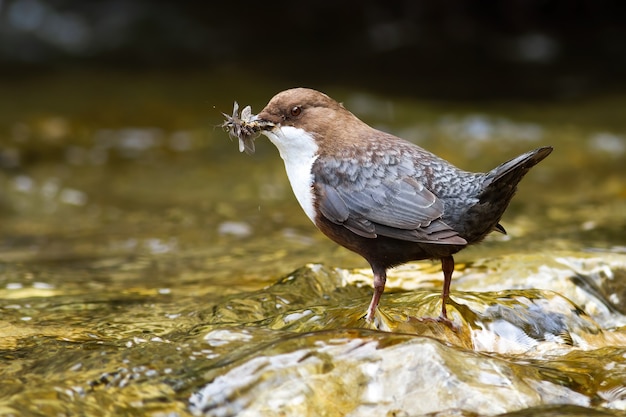 Small white-throated dipper, cinclus cinclus, standing in flowing water. Little brown bird with white feather on chest holding insect in beak. Wild animal hunting in river.