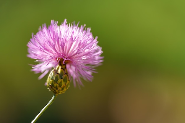 Small wildflower of delicate tones on a green background macro photo with copyspace