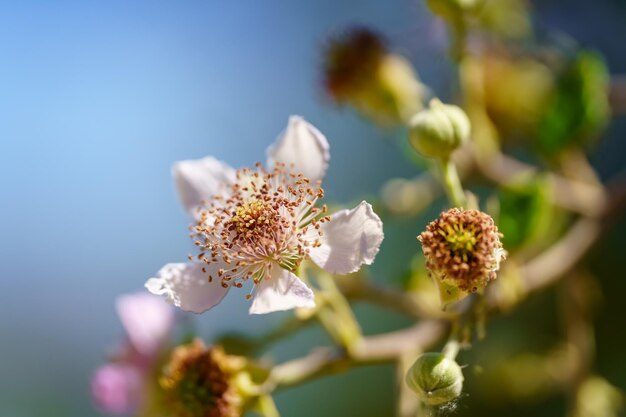 Small wildflowers on a green and blue background in a very close shot of macrophotography