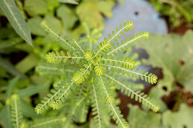 Photo small wind plant