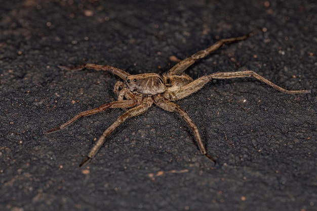 Small Wolf Spider