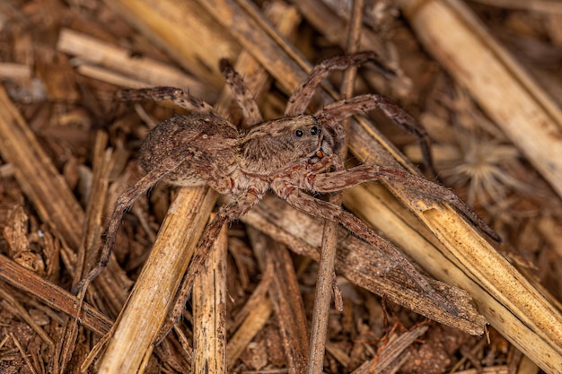 Small Wolf Spider