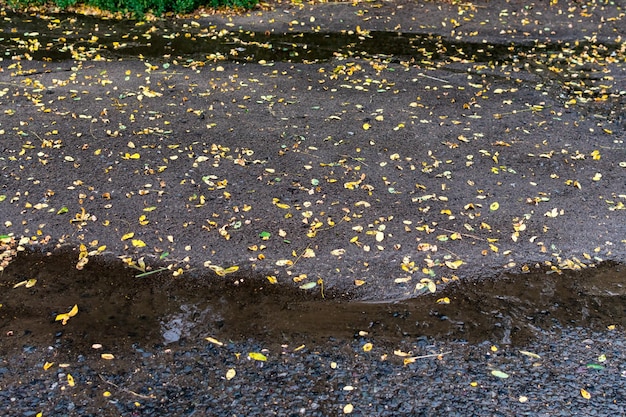 Small yellow autumn leaves cover the wet asphalt and puddles after rain