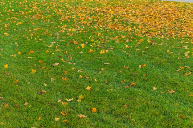 Small yellow autumn leaves lie on the green grass, it is autumn