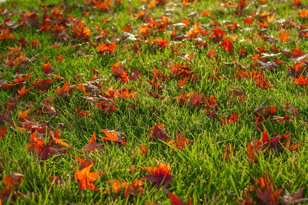 Small yellow autumn leaves lie on the green grass it is autumn