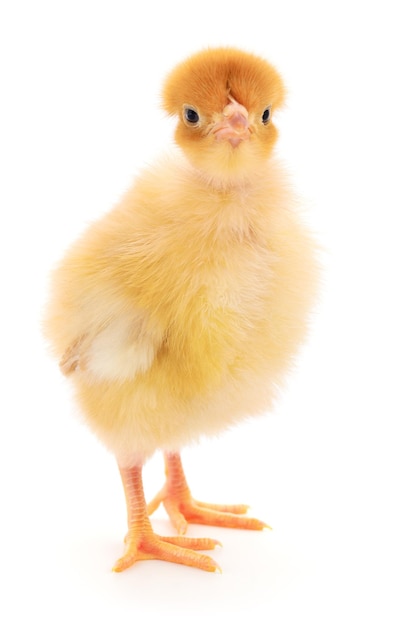 Small yellow chicken