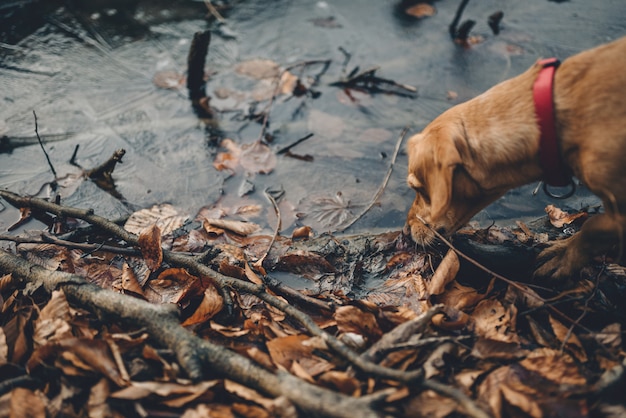 Small yellow dog by the frozen lake