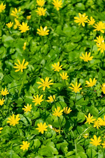 Small yellow Ficaria verna flowers in a meadow