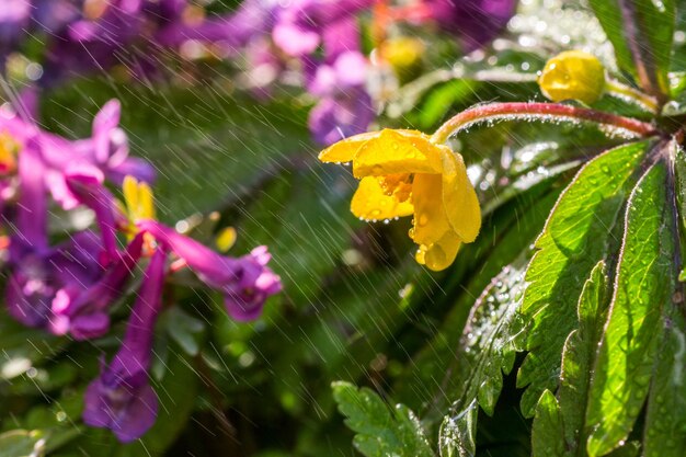 Small yellow flower under spray