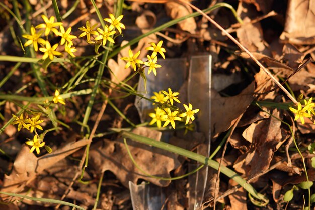 Small yellow flowers grow in a meadow. Spring background with small yellow blooming flowers. Spring concept