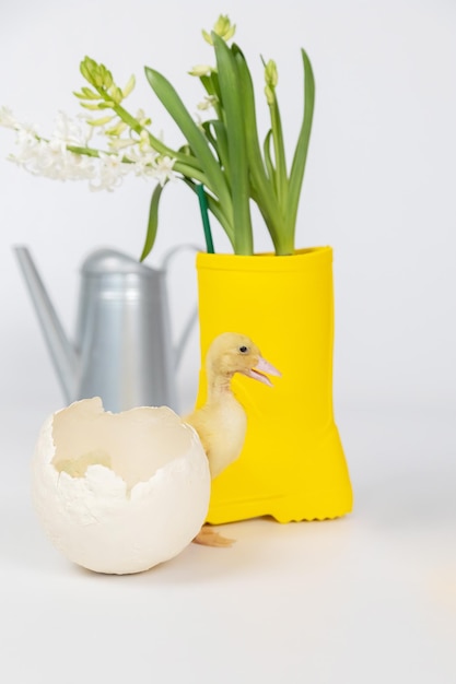 Small yellow fluffy duckling next to a broken egg on a white background