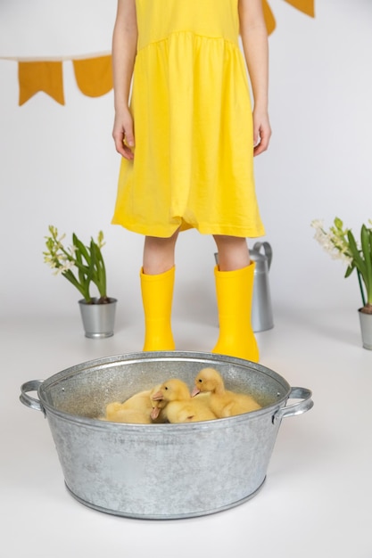 Small yellow fluffy ducklings in a metal bowl on a white background in studio