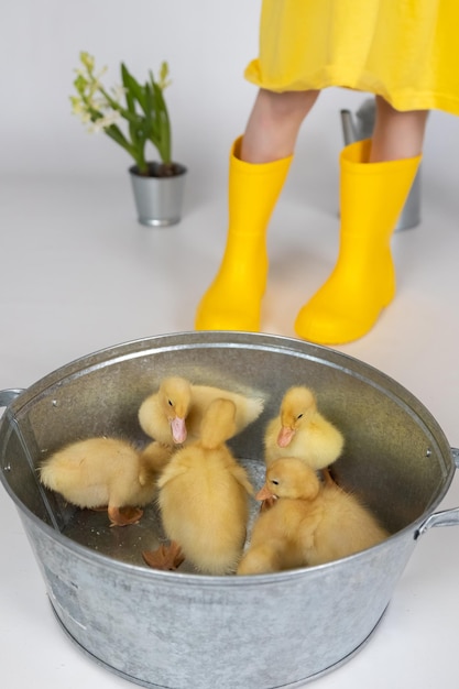 Small yellow fluffy ducklings in a metal bowl on a white background in studio